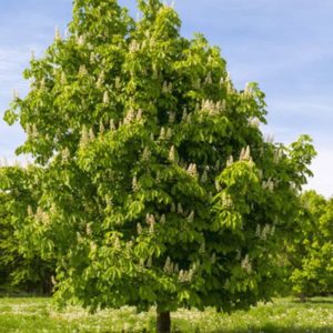 American Chestnut Trees