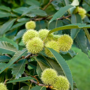 Dunstan Chestnut Trees