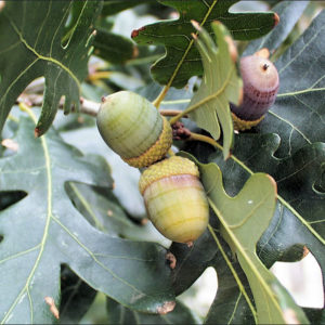 Oak Trees
